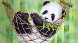 Panda hammock bamboo green eyes - naive free wallpaper