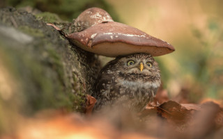 Small owl hiding mushroom stump - a small owl free wallpaper