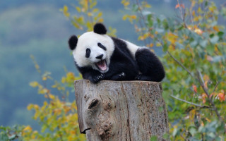 Panda sitting on stump autumn - cheerful free wallpaper