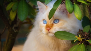 White cat blue eyes hiding - branch free wallpaper