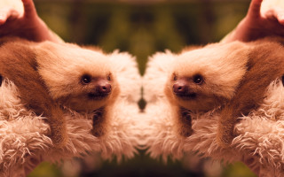 Two sloths mouths open noses - chris labrooy free wallpaper