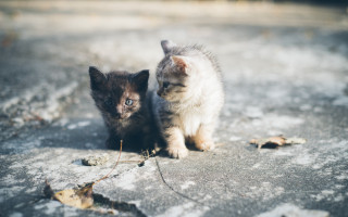 Kittens walking daylight beach mountain - elinor proby adams free wallpaper