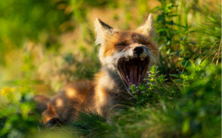 Fox yawning grass wildlife bokeh - mouth wide open free wallpaper