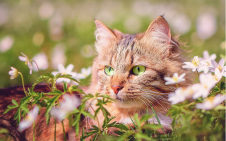 Curious cat green eyes flower - curious free wallpaper