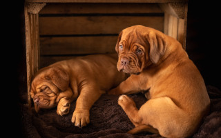 Two dogs blanket brown tan - the other free wallpaper