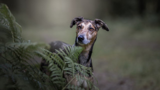 Dog fern grass serious animal - its mouth free wallpaper