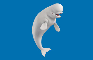 White dolphin smiling jumping air - david dougal williams free wallpaper