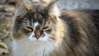 Cat white brown black tail 2 - neoplasticism free wallpaper