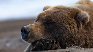 Brown bear laying dirt field - a field of grass and dirt free wallpaper