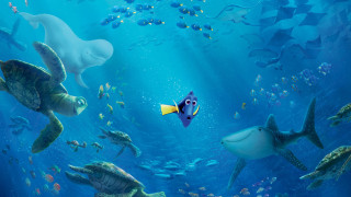 Fish turtle swimming sea water - don arday free wallpaper