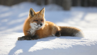 Red fox snow sad eye - a red fox free wallpaper