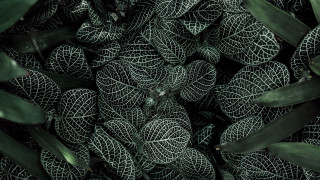 Leaves foliage borders nature generative - a close up of a bunch free wallpaper