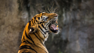 Tiger growling wide open sharp 2 - mouth wide open free wallpaper