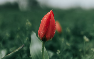 Red flower water droplets blurry 2 - single free wallpaper