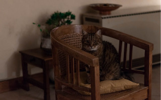 Cat chair room plant table - a chair in a room free wallpaper