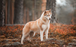 Dog forest autumn fire breathing - the ground and trees free wallpaper