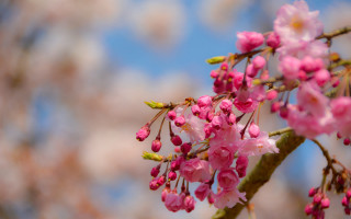 Pink flowers branch blue sky 2 - a blue sky in the background free wallpaper for desktop