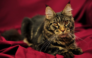 Cat sad red blanket focus - a red blanket free wallpaper