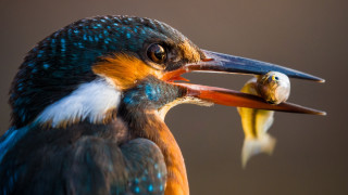 Bird long beak eating fruit - its mouth free wallpaper