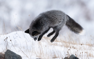 Raccoon snow jumping branch nature - a raccoon free wallpaper