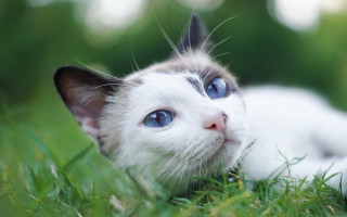 White kitten blue eyes curious 6 - curious free wallpaper