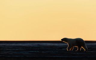 Polar bear sunset yellow sky - sunset free wallpaper