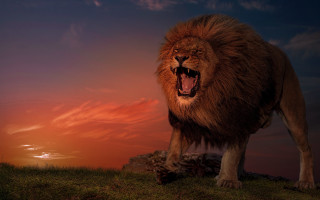 Lion standing hill open mouth - the sun in the background free wallpaper