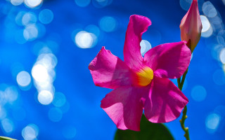 Pink flower yellow center blue - a yellow center free wallpaper