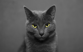 Black cat yellow eyes serious 13 - symmetrical eye free wallpaper