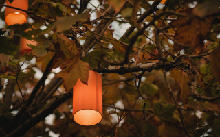 Autumn tree lights leaves forest - branch free wallpaper