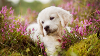 White dog field purple flowers - impressionist free wallpaper