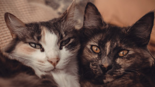 Two cats couch animal photography - incoherent free wallpaper