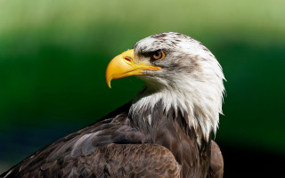 Bald eagle yellow beak green - left free wallpaper
