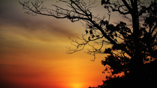 Bare tree sunset bird clouds - david imms free wallpaper