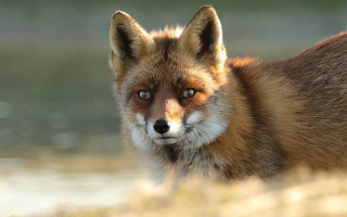Fox closeup blurry grass water - a jigsaw puzzle free wallpaper for desktop