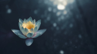 White flower yellow center dark - sense of depth free wallpaper