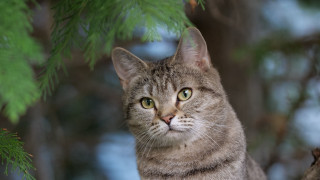 Cat surprised in tree yellow - carlos catasse free wallpaper for desktop