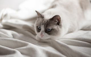 Cat laying bed white blanket 2 - a white blanket free wallpaper