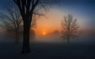 Foggy field trees sunset volumetric - volumetric fog free wallpaper