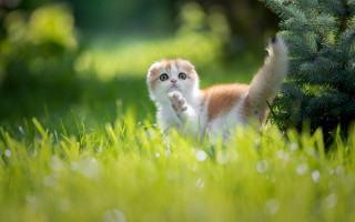 Kitten walking grass paw up - a kitten free wallpaper