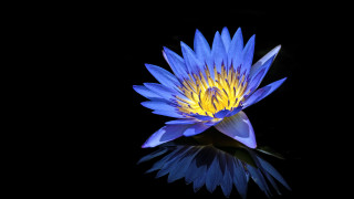 Blue flower reflection macro cloisonnism - yellow center free wallpaper