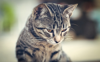 Cat sitting table looking distance - a stock photo free wallpaper