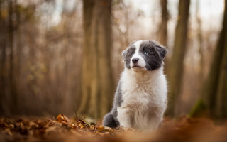 Puppy woods blue eyes tiltshift - the wood free wallpaper