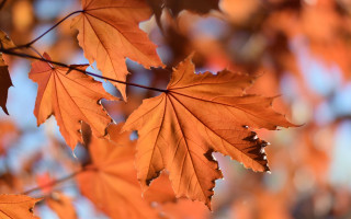 Leafy orange autumn bokeh blurry - a macro photograph free wallpaper