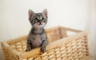 Small kitten basket table white - a basket free wallpaper