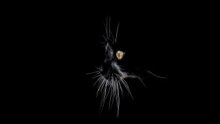 Black cat yellow eyes looking 6 - the dark sky free wallpaper