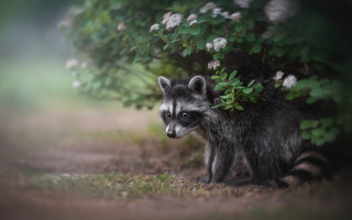 Raccoon grass bush flowers blurry - a raccoon free wallpaper
