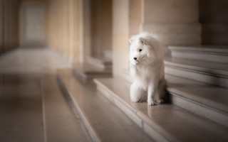White dog neoclassic tiltshift softfocus - face and head free wallpaper