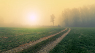 Foggy field dirtroad lonetree tonalism - far free wallpaper