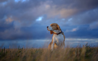 Dog field cloudy sky shiba - cloudy free wallpaper